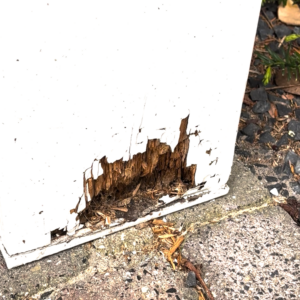 Houtrot reparatie de Blaak, Tilburg